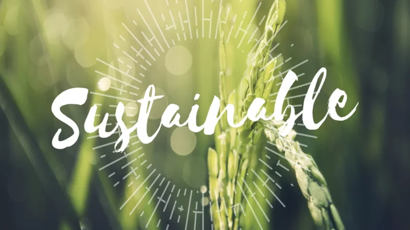 Advantages of Sustainable Agriculture: Environmental Preservation and Food Security