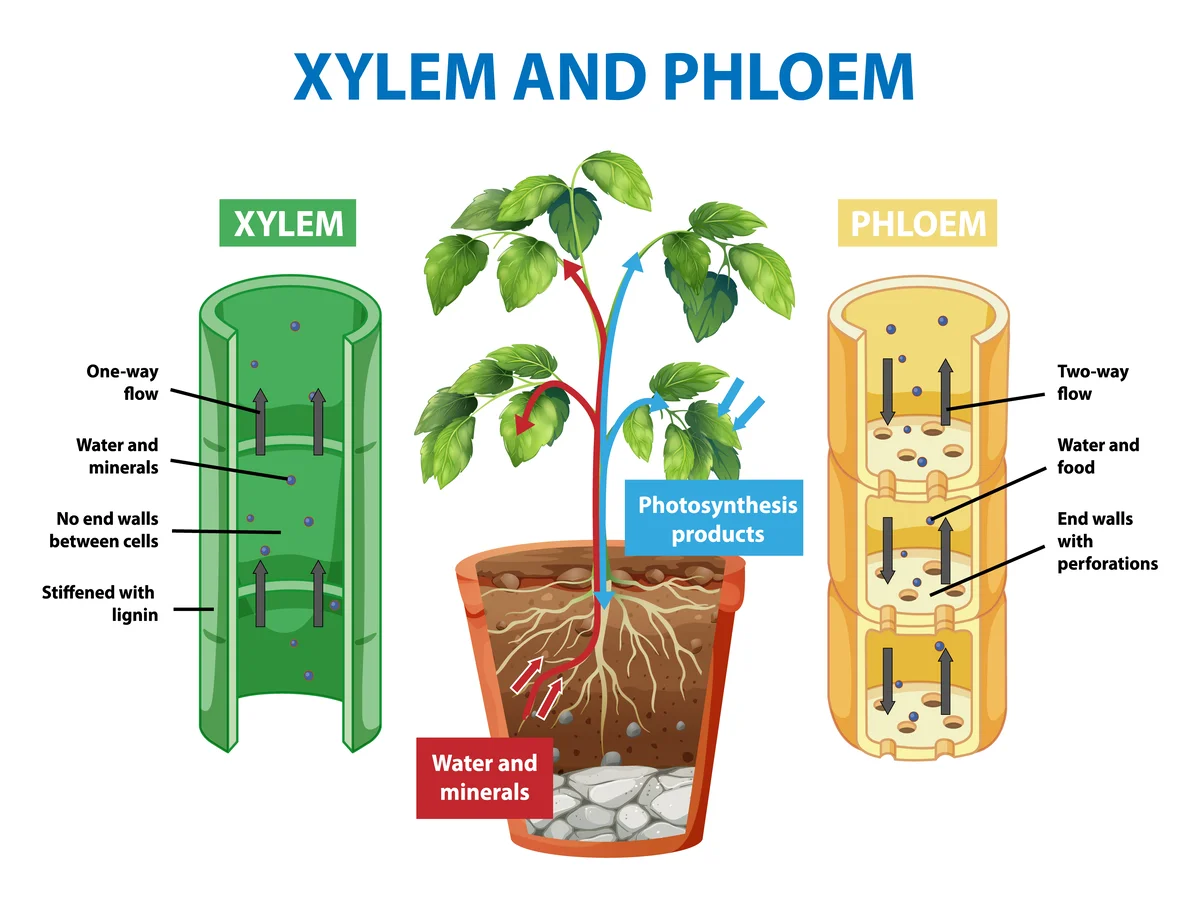 Xylem: Structure, Function, and Importance in Plant Physiology