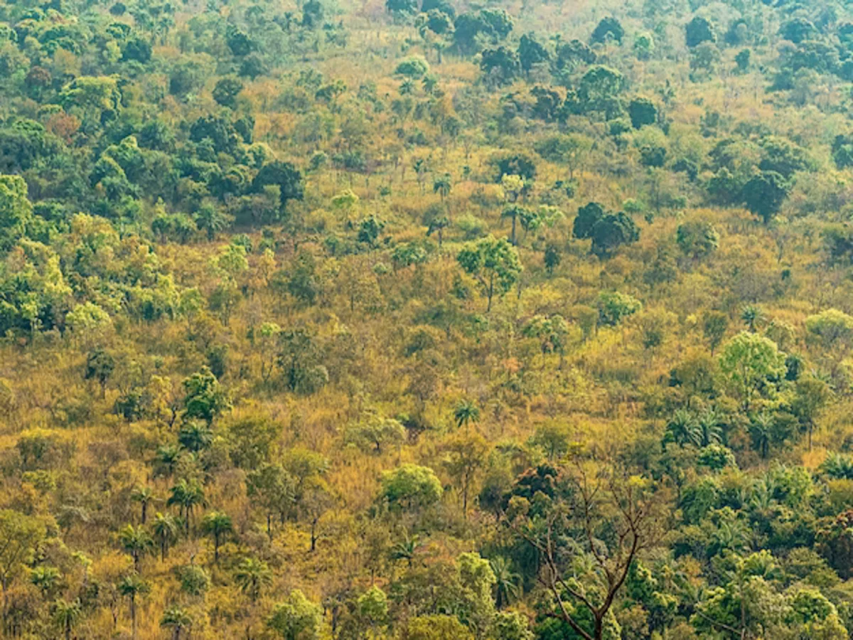 Deforestation: How Deforestation Is Destroying the Earth’s Biodiversity and Climate