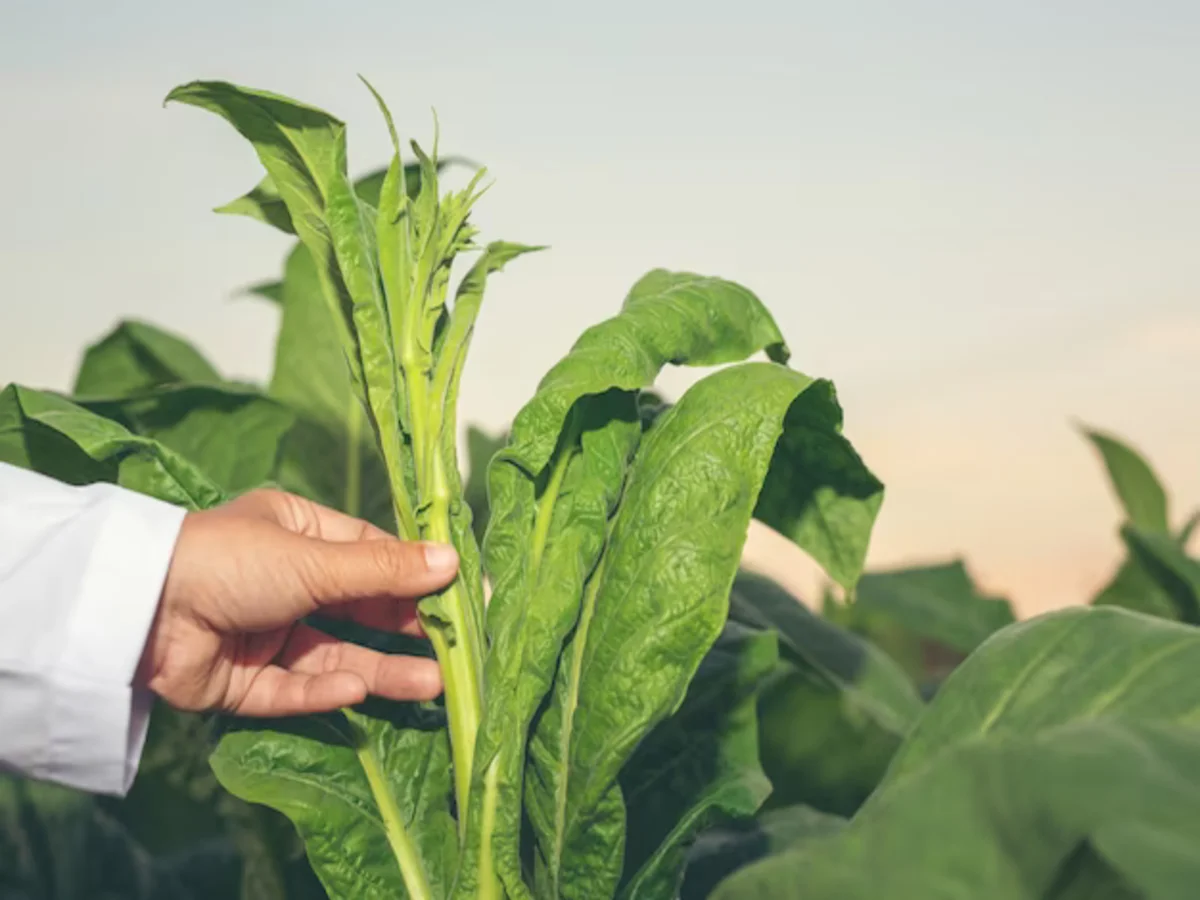 Eco-Friendly Practices in Tobacco Agriculture: Balancing Economic and Environmental Concerns