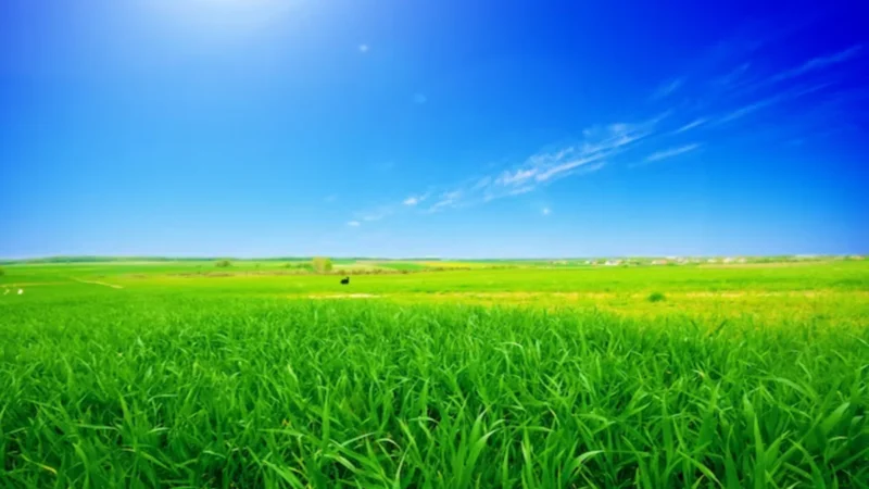 Sustainable Agriculture: 7 Benefits of the Green Revolution