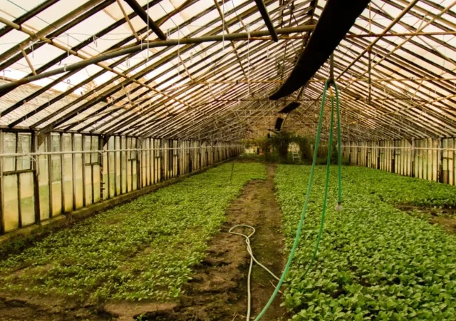 9 Crucial Tips for Growing Crops Successfully