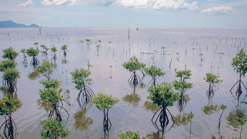 Mangrove Benefits: How Mangroves Contribute to Economic and Ecological Prosperity?