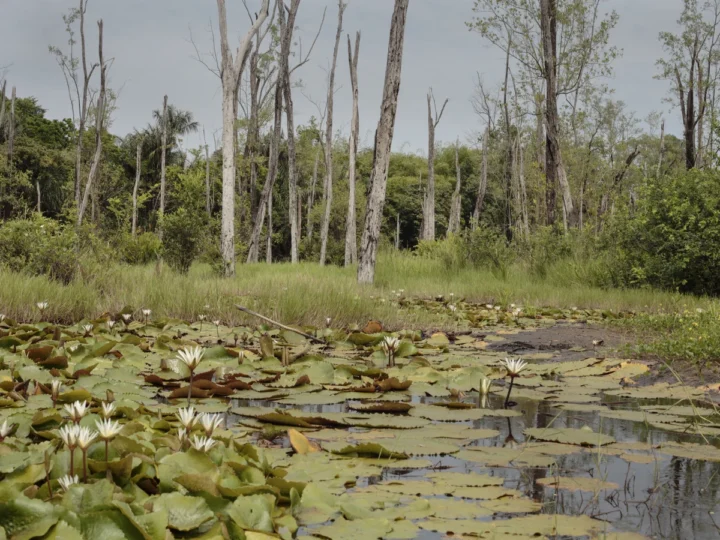 Wetlands: Nature’s Hidden Carbon Sink Against Climate Change